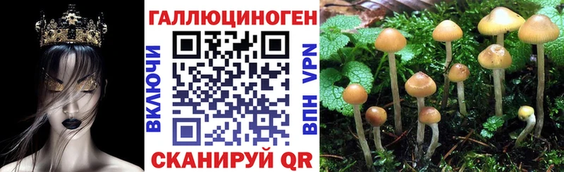Галлюциногенные грибы Psilocybine cubensis  Зеленогорск 